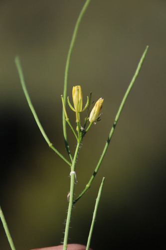 Image of Sisymbrium capense by (c) Tony Rebelo, some rights reserved (CC BY-SA)