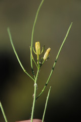 Sisymbrium capense