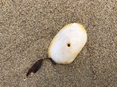 Venerupis galactites