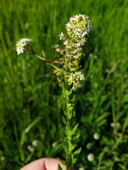 Lepidium heterophyllum