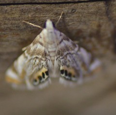 Eoparargyractis irroratalis