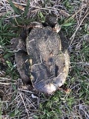 Trachemys scripta elegans