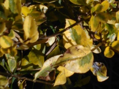 Angiospermae