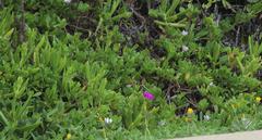 Carpobrotus dimidiatus
