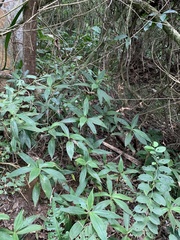 Dichorisandra thyrsiflora