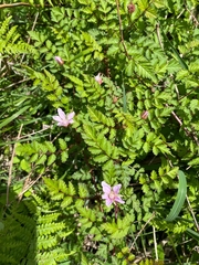 Rubus pungens oldhamii