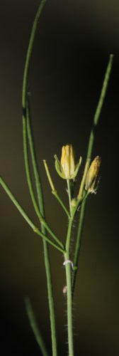 Image of Sisymbrium capense by (c) Tony Rebelo, some rights reserved (CC BY-SA)