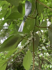 Pipturus arborescens