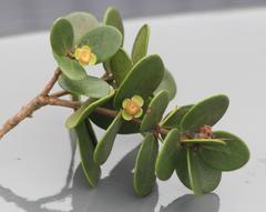 Eugenia capensis capensis