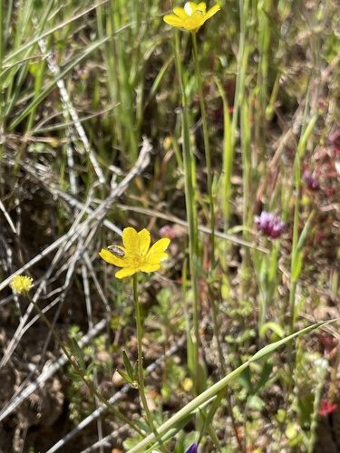 iNaturalist observation photo of California buttercup