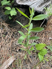 Eupatorium semiserratum