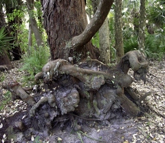 Eucalyptus robusta image