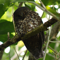 Ninox novaeseelandiae