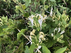 Lonicera japonica
