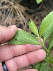 Eupatorium semiserratum