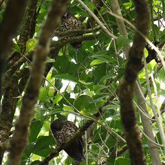 Ninox novaeseelandiae
