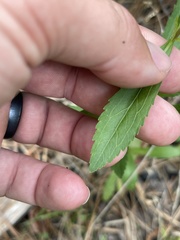 Eupatorium semiserratum