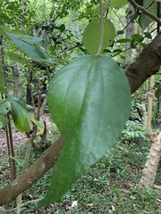 Pipturus arborescens