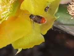 Macrotera