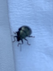 Brachypnoea lecontei