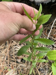 Eupatorium semiserratum
