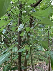 Pipturus arborescens