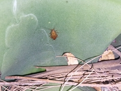 Latiblattella tarasca