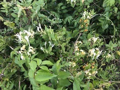 Lonicera japonica