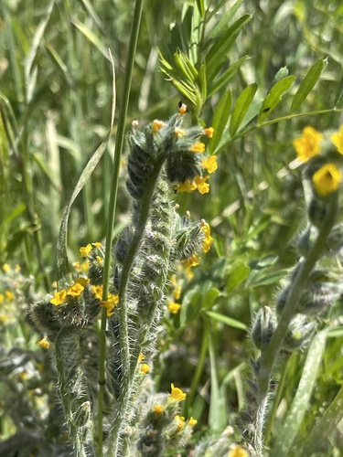 iNaturalist observation photo of Fiddlenecks