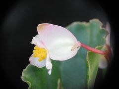 Begonia cucullata