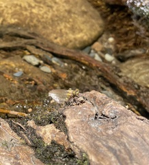 Stylogomphus albistylus