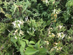 Lonicera japonica