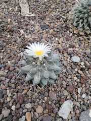 Thelocactus rinconensis