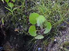 Centella erecta