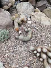 Mammillaria albicans