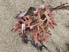 Haloplegma preissii