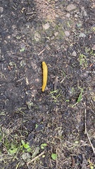 Ariolimax dolichophallus