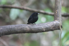 Knipolegus poecilocercus