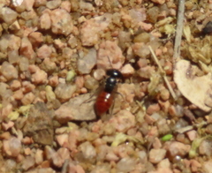 Macrotera