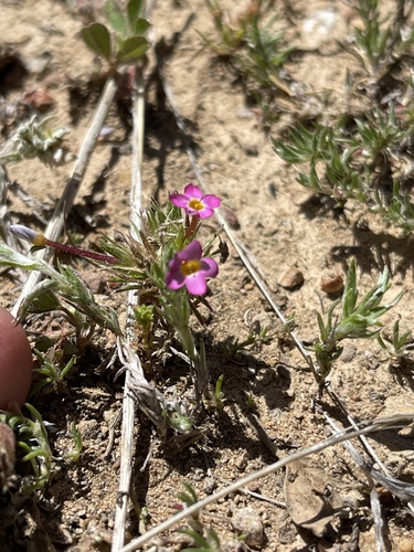 iNaturalist observation photo of Bicolor Babystars