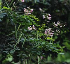 Indigofera jucunda
