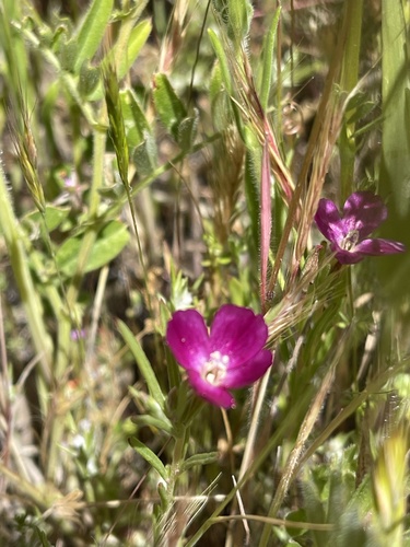 iNaturalist observation photo of Winecup Clarkia