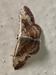 Idaea vacillata