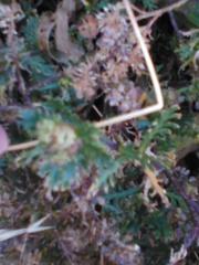 Angiospermae