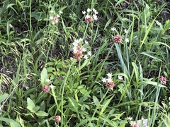 Allium canadense