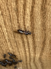 Camponotus dumetorum