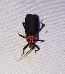 Rhiginia cinctiventris