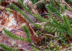 Lycopodium lagopus