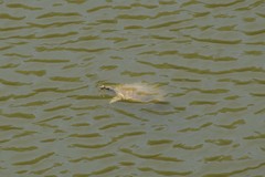 Apalone mutica mutica