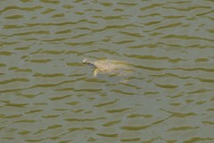 Apalone mutica mutica